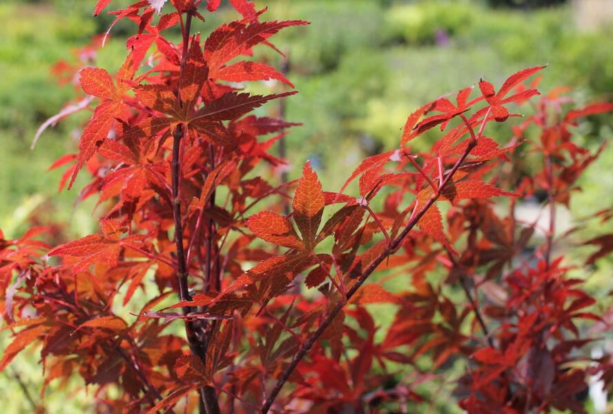 Javor dlanitolistý 'Skeeter's Broom' - Acer palmatum 'Skeeter's Broom'