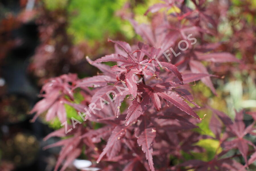Javor dlanitolistý 'Skeeter's Broom' - Acer palmatum 'Skeeter's Broom'
