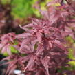 Javor dlanitolistý 'Skeeter's Broom' - Acer palmatum 'Skeeter's Broom'