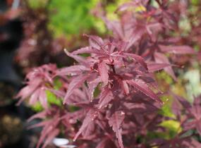 Javor dlanitolistý 'Skeeter's Broom' - Acer palmatum 'Skeeter's Broom'