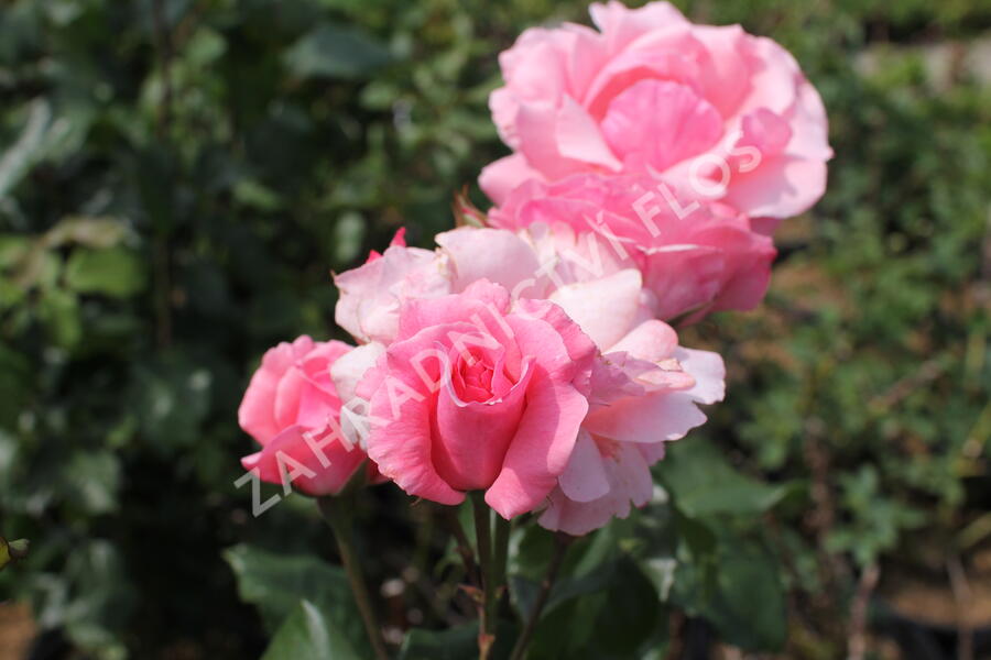 Růže velkokvětá 'Queen Elisabeth' - Rosa VK 'Queen Elisabeth'