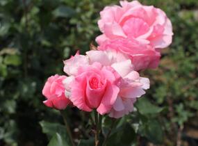 Růže velkokvětá 'Queen Elisabeth' - Rosa VK 'Queen Elisabeth'