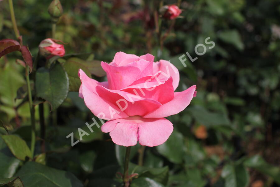 Růže velkokvětá 'Queen Elisabeth' - Rosa VK 'Queen Elisabeth'