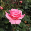 Růže velkokvětá 'Queen Elisabeth' - Rosa VK 'Queen Elisabeth'