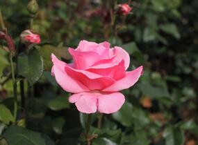 Růže velkokvětá 'Queen Elisabeth' - Rosa VK 'Queen Elisabeth'