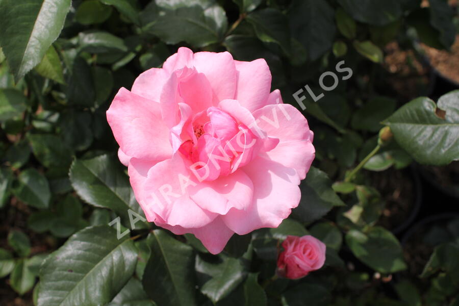 Růže velkokvětá 'Queen Elisabeth' - Rosa VK 'Queen Elisabeth'