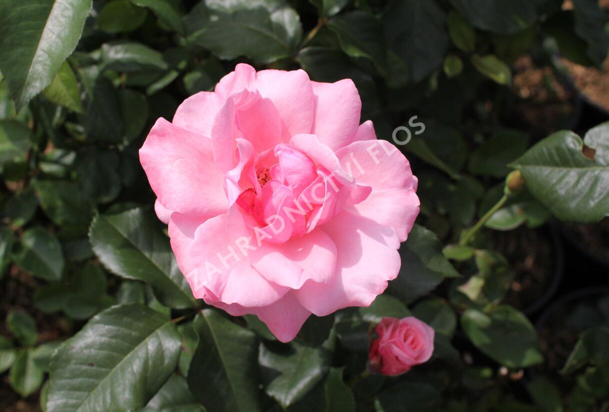 Růže velkokvětá 'Queen Elisabeth' - Rosa VK 'Queen Elisabeth'