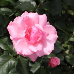 Růže velkokvětá 'Queen Elisabeth' - Rosa VK 'Queen Elisabeth'