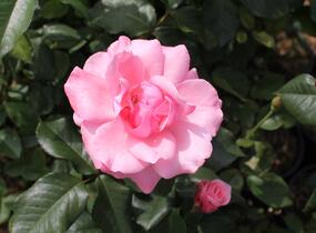 Růže velkokvětá 'Queen Elisabeth' - Rosa VK 'Queen Elisabeth'