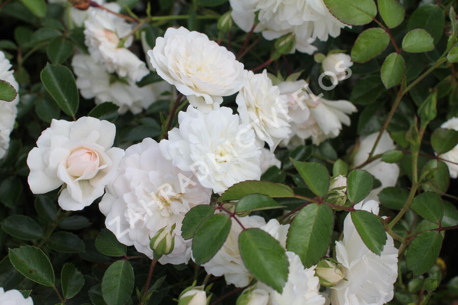 Růže půdopokryvná 'Sea Foam' - Rosa PK 'Sea Foam'