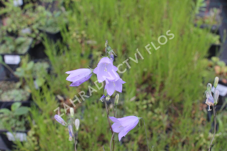 Zvonek hadincovitý - Campanula cervicaria