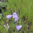 Zvonek hadincovitý - Campanula cervicaria
