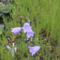 Zvonek hadincovitý - Campanula cervicaria