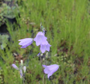 Zvonek hadincovitý - Campanula cervicaria