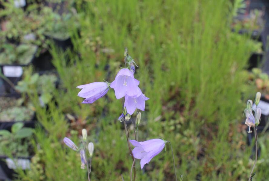 Zvonek hadincovitý - Campanula cervicaria