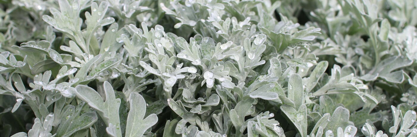 Artemisia stelleriana 'Silver Brocade'
