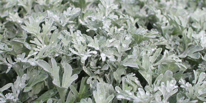 Artemisia stelleriana ''''Silver Brocade''''