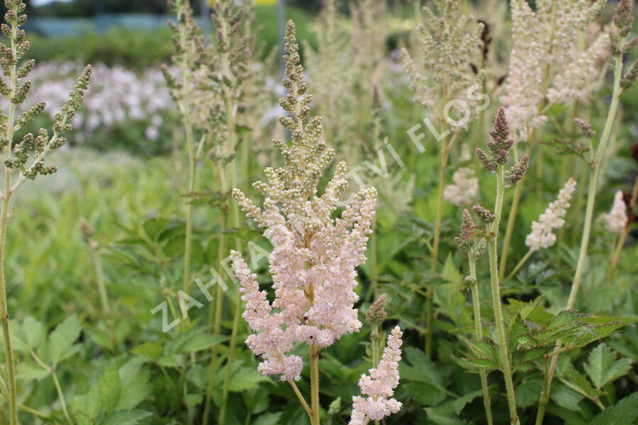 Čechrava čínská 'Vision Inferno' - Astilbe chinensis 'Vision Inferno'