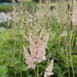 Čechrava čínská 'Vision Inferno' - Astilbe chinensis 'Vision Inferno'