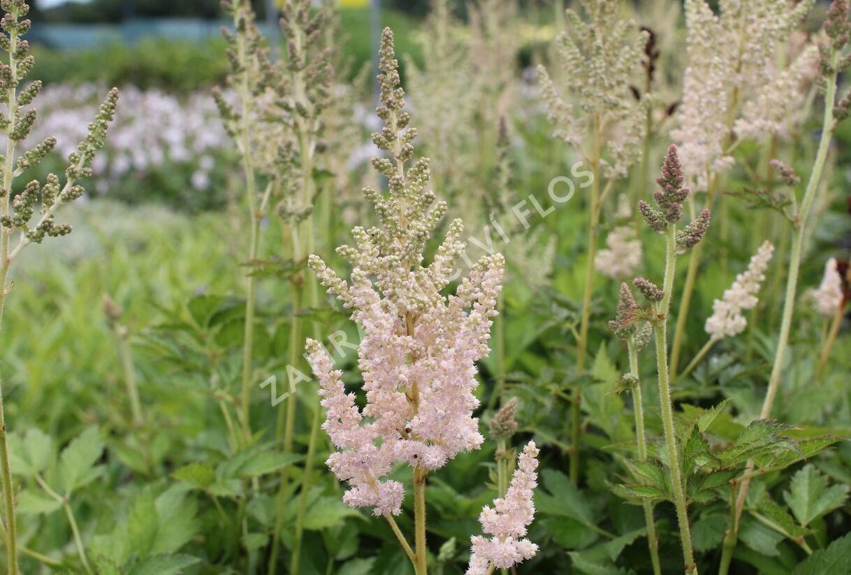 Čechrava čínská 'Vision Inferno' - Astilbe chinensis 'Vision Inferno'