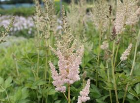 Čechrava čínská 'Vision Inferno' - Astilbe chinensis 'Vision Inferno'