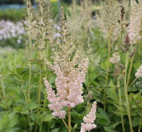 Čechrava čínská 'Vision Inferno' - Astilbe chinensis 'Vision Inferno'