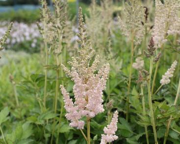 Čechrava čínská 'Vision Inferno'