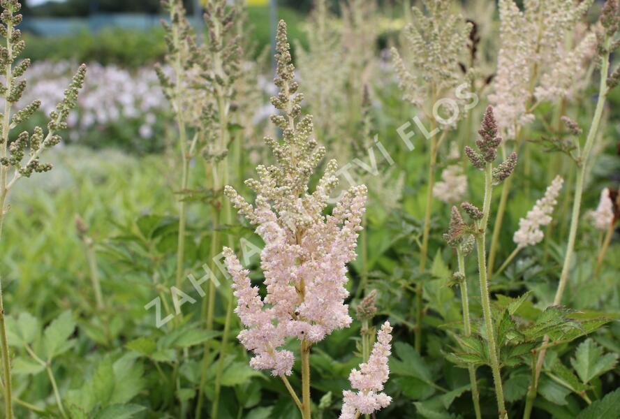 Čechrava čínská 'Vision Inferno' - Astilbe chinensis 'Vision Inferno'