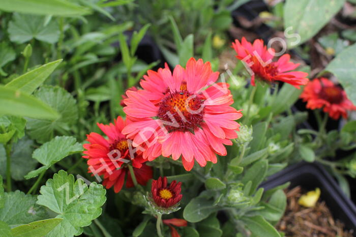 Kokarda osinatá 'Spin Top Copper Sun' - Gaillardia aristata 'Spin Top Copper Sun'