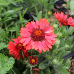 Kokarda osinatá 'Spin Top Copper Sun' - Gaillardia aristata 'Spin Top Copper Sun'