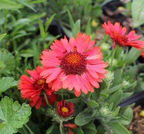 Kokarda osinatá 'Spin Top Copper Sun' - Gaillardia aristata 'Spin Top Copper Sun'