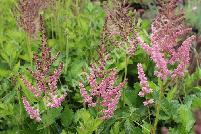 Čechrava čínská 'Vision in Pink' - Astilbe chinensis 'Vision in Pink'
