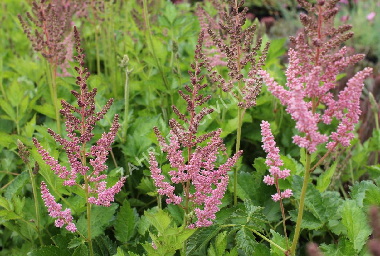 Čechrava čínská 'Vision in Pink' - Astilbe chinensis 'Vision in Pink'