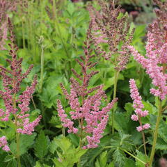 Čechrava čínská 'Vision in Pink' - Astilbe chinensis 'Vision in Pink'