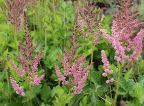 Čechrava čínská 'Vision in Pink' - Astilbe chinensis 'Vision in Pink'