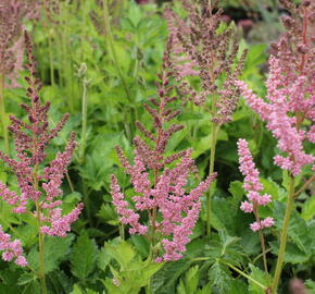 Čechrava čínská 'Vision in Pink' - Astilbe chinensis 'Vision in Pink'