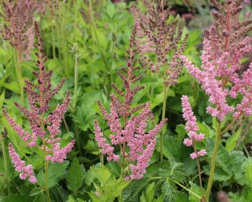 Čechrava čínská 'Vision in Pink'