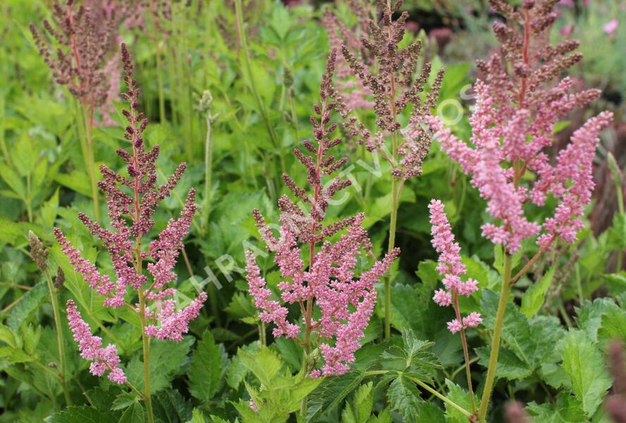 Čechrava čínská 'Vision in Pink' - Astilbe chinensis 'Vision in Pink'