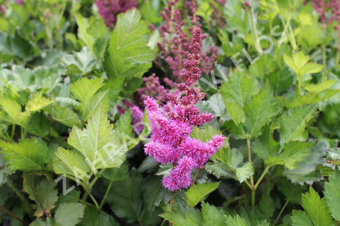Čechrava čínská 'Vision' - Astilbe chinensis 'Vision'