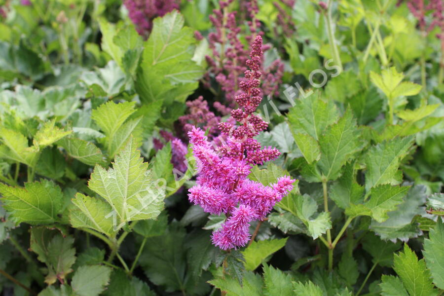 Čechrava čínská 'Vision' - Astilbe chinensis 'Vision'