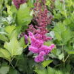 Čechrava čínská 'Vision' - Astilbe chinensis 'Vision'