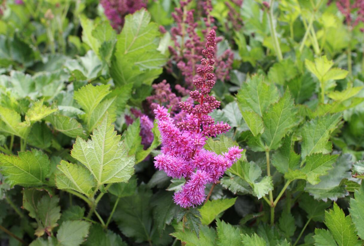 Čechrava čínská 'Vision' - Astilbe chinensis 'Vision'