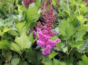 Čechrava čínská 'Vision' - Astilbe chinensis 'Vision'