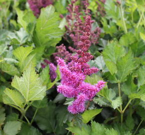 Čechrava čínská 'Vision' - Astilbe chinensis 'Vision'