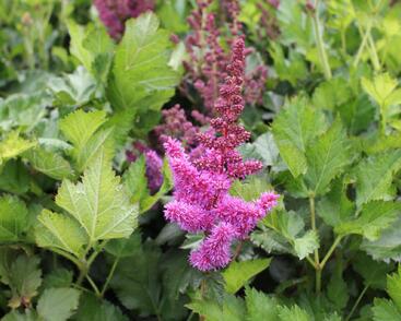 Čechrava čínská 'Vision'