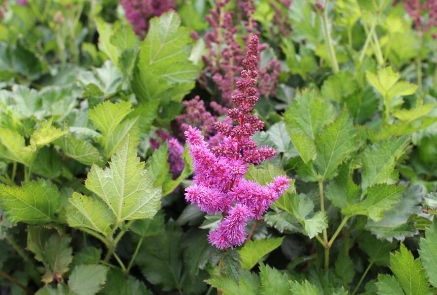 Čechrava čínská 'Vision' - Astilbe chinensis 'Vision'