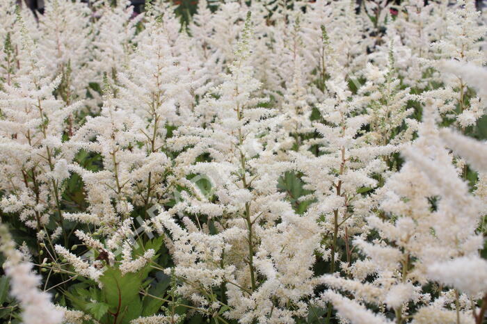 Čechrava japonská 'Irrlicht' - Astilbe japonica 'Irrlicht'