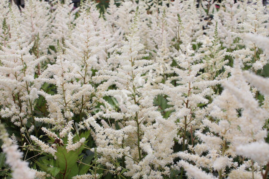 Čechrava japonská 'Irrlicht' - Astilbe japonica 'Irrlicht'