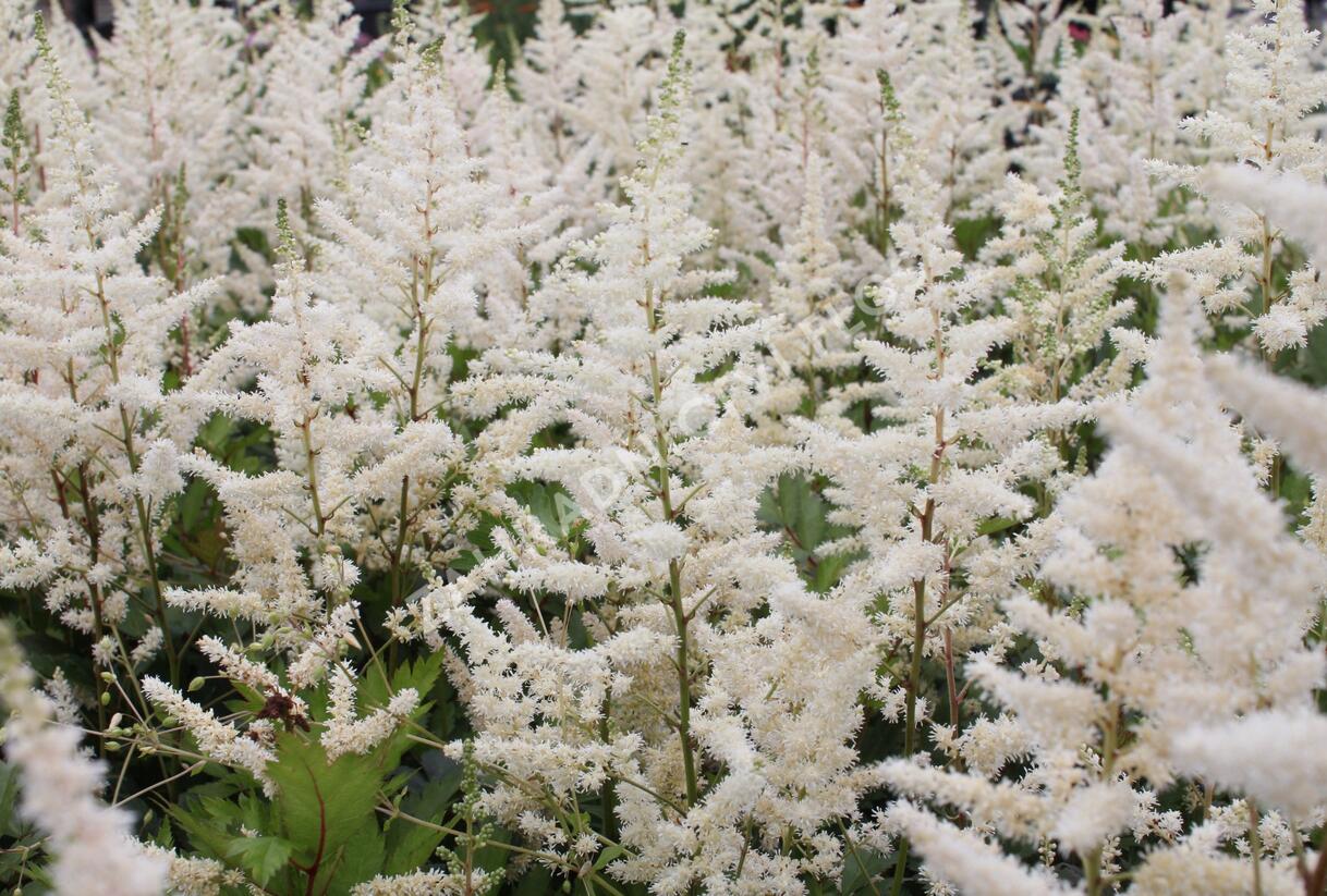 Čechrava japonská 'Irrlicht' - Astilbe japonica 'Irrlicht'