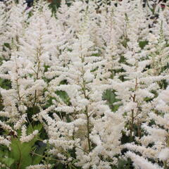 Čechrava japonská 'Irrlicht' - Astilbe japonica 'Irrlicht'